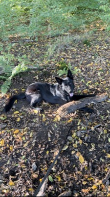 Emma, schwarzer Schäferhund, liegt entspannt im Herbstlaub