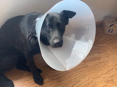 Emma, schwarzer Schäferhund, nach einer Operation